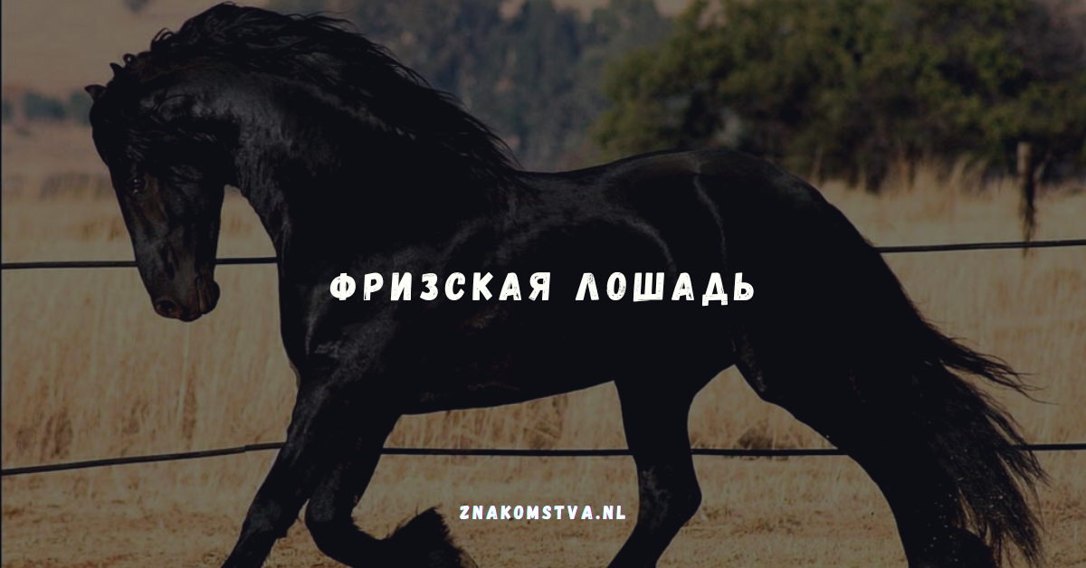Фризская лошадь: гордость Фрисландии